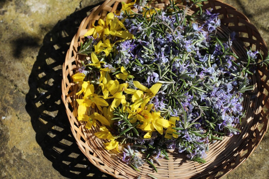 I fiori di rosmarino